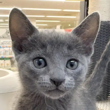 【 ロシアンブルー 】銀色に輝く男の子、子猫限定のキトンブルー！