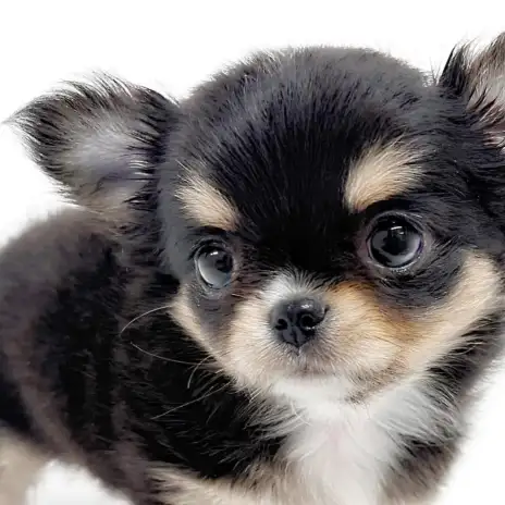 【 チワワ 】大注目の可愛すぎるお顔!!見逃し厳禁なスーパープレミアムガール!