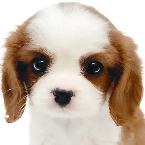 【 キャバリア 】濃いめブレンハイム!圧倒的な可愛さを持つ絶世の美少女が聖地に登場!