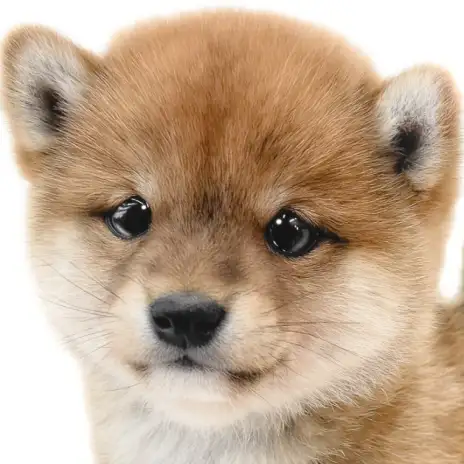 【 豆柴 】大きさは柴犬の半分?可愛くて飼いやすい日本犬は愛嬌抜群の女の子!