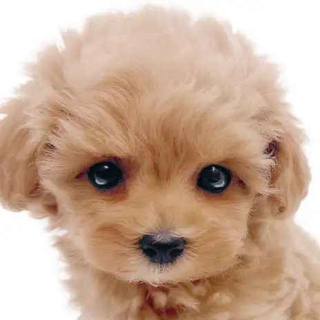 【 マルプー 】目ヂカラ最強!輝くアプリコットカラーが美しいMIXの女の子!