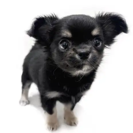 【 チワワ 】うるうるな瞳に靴下柄！見逃し厳禁のチワワちゃん