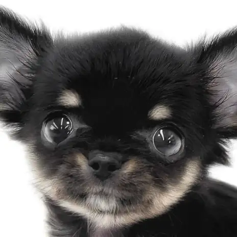 【 チワワ 】可愛さギュッと凝縮！手乗りサイズの小さな体で癒しと笑顔をくれる！