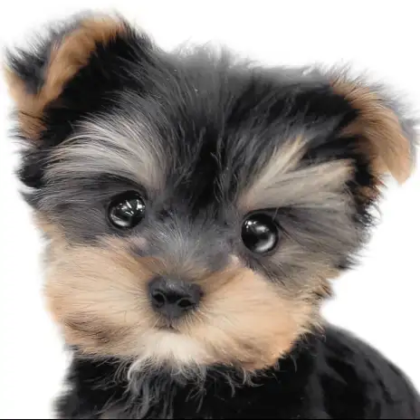 【 ヨーキー 】父はチャンピオン犬!小さめサイズで愛らしいルックスのプレミアム娘