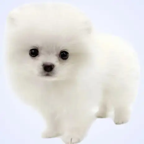 【 ポメラニアン 】笑顔が可愛い甘えん坊なホワイトの男の子が埼玉浦和に登場