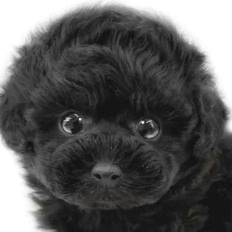 【 トイプードル 】 童顔フェイスのこぐま系!魅力がたっぷりなブラックプードル