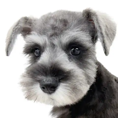 【 ミニチュアシュナウザー 】シュナカットの小さなお嬢様が最高に可愛い！