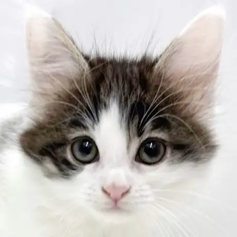 【 メインクーン 】見た瞬間に恋に落ちる!ブラウンタビー&ホワイトの女の子