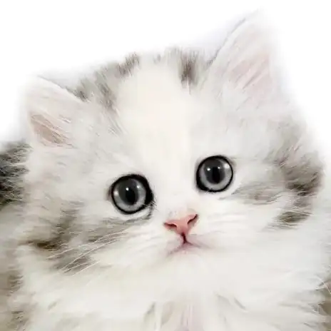 【 サイベリアン 】超美形なフレンドリーにゃんこ入店!ほっこり北通vol.279