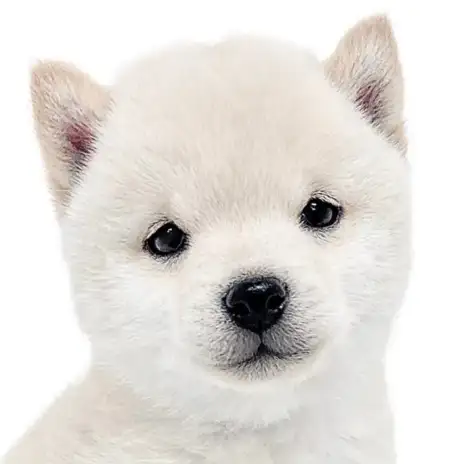 【 豆柴 】超希少な白豆柴が7年振りにマルワン大倉山店に念願の仲間入り！！