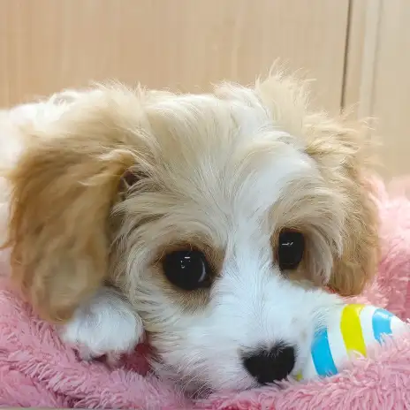 【 MIX 】ピヨピヨに躍動感満載で遊ぶ!表情豊かなキャバションちゃん!