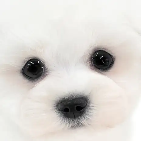 【 ビションフリーゼ 】両親は韓国ミニビション！プレミアム認定のアフロ犬の男の子