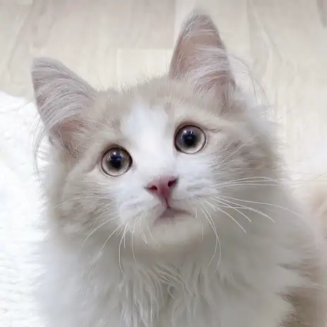 【 ノルウェージャン 】本日の鶴ヶ島っ子!穏やか男子のノルちゃん