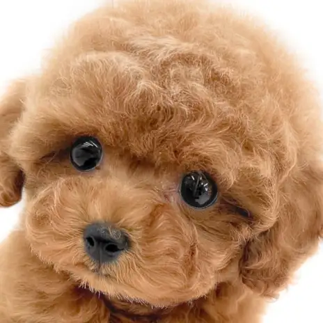 【 トイプードル 】まるでぬいぐるみ！ぬいぐるみ系ルックスの理想の家庭犬！