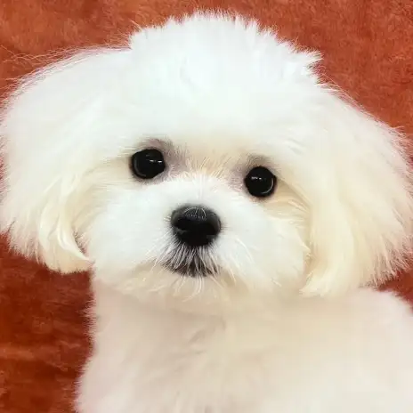 【 マルチーズ 】生後5ヶ月体重1.6kg!3大マナートレーニングに密着!