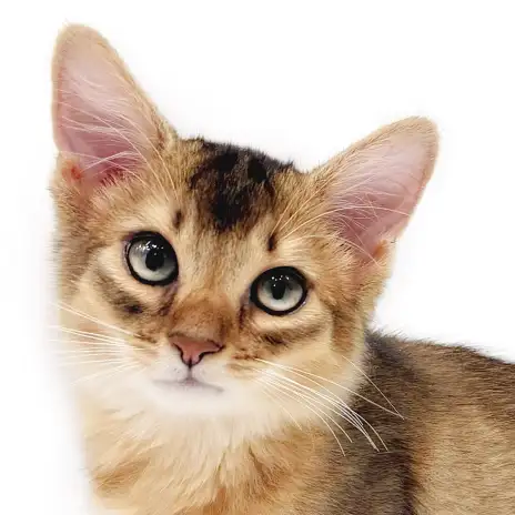 【 ソマリ 】超がつくほど人好きの性格!抱っこ猫をお探しの方必見!