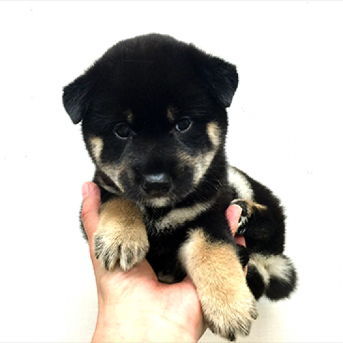 柴犬