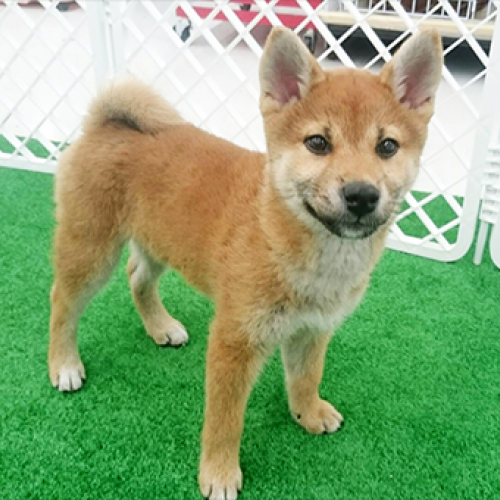 柴犬