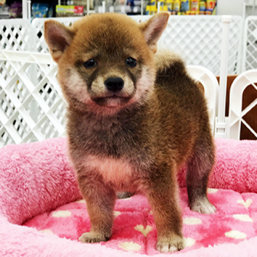 柴犬