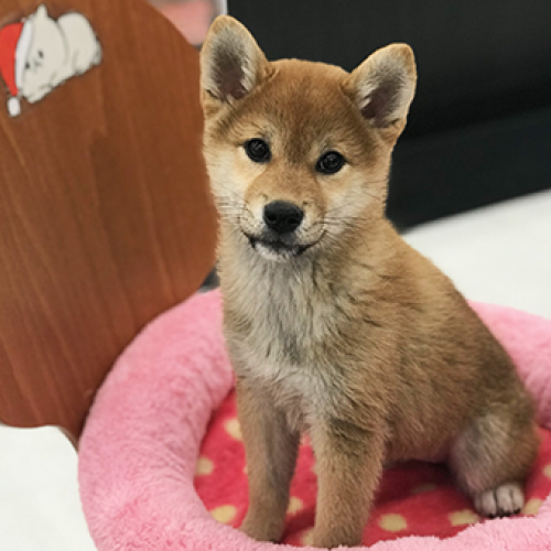 柴犬
