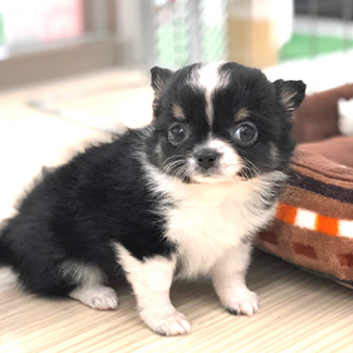チワワ