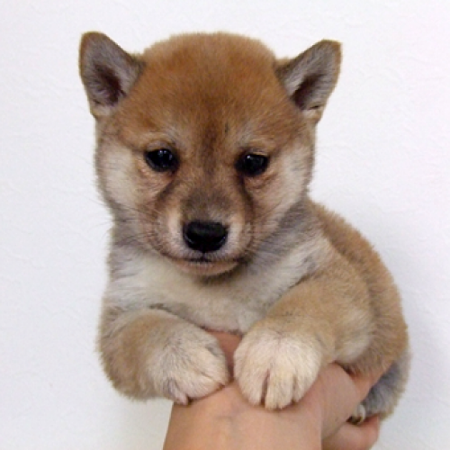柴犬
