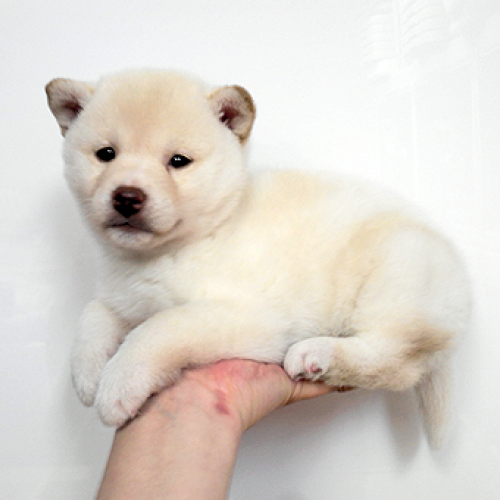 柴犬