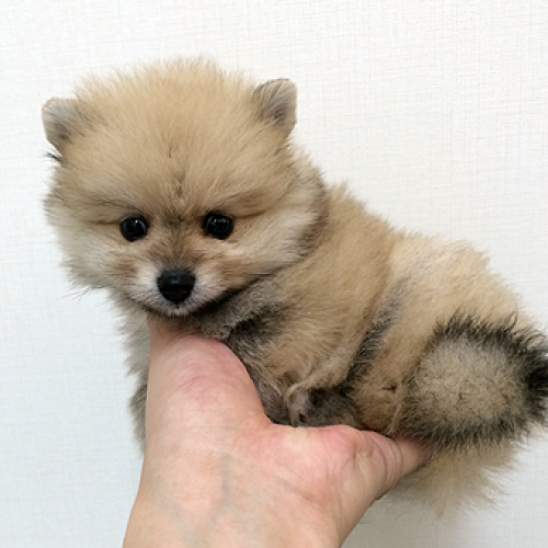 ポメラニアン