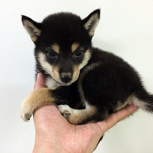 柴犬