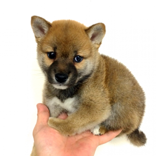 柴犬