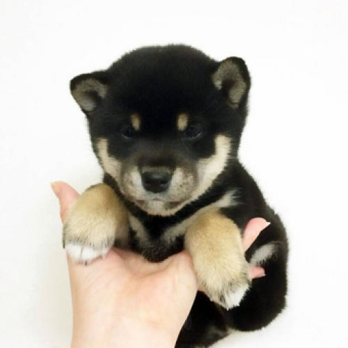 柴犬