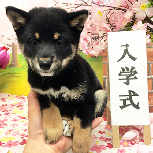 柴犬