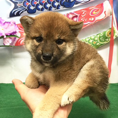 柴犬