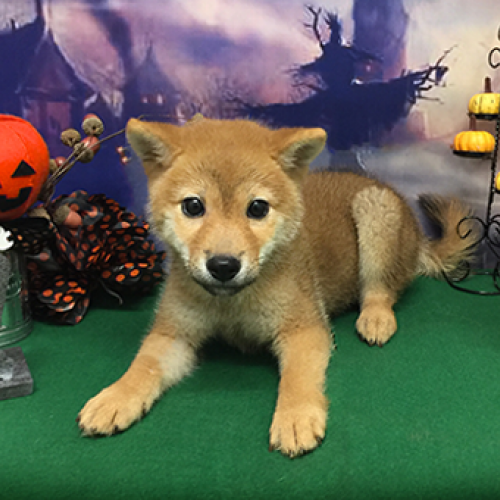 柴犬