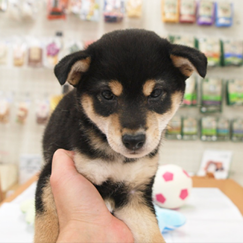 柴犬