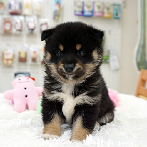 柴犬