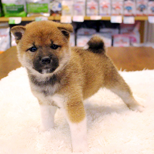 柴犬