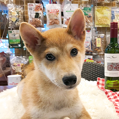柴犬