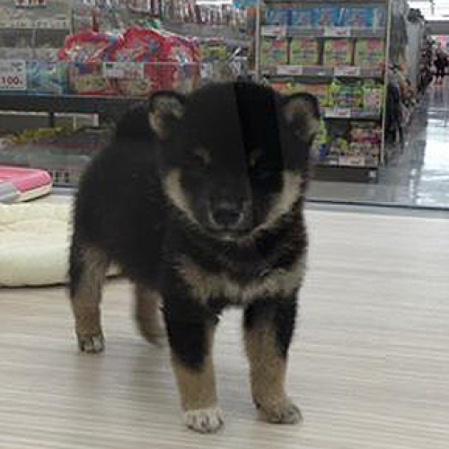 柴犬