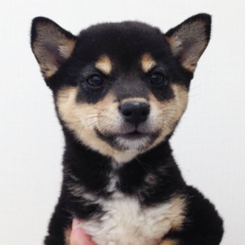 柴犬