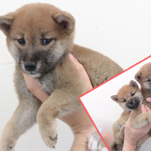 柴犬
