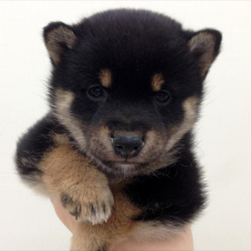 柴犬