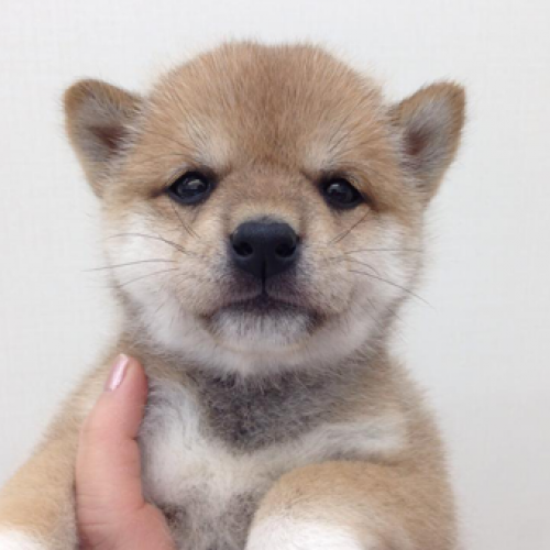 柴犬