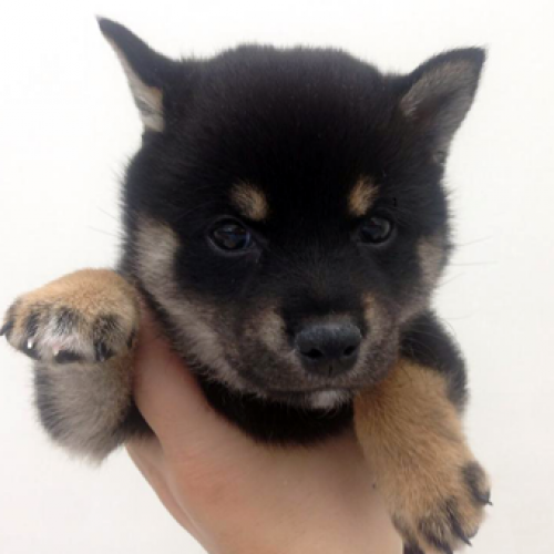 柴犬