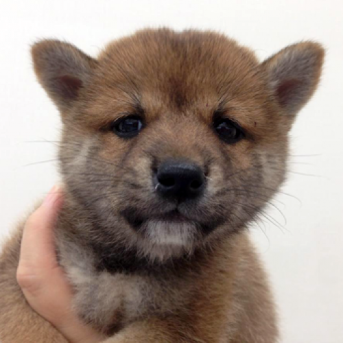 柴犬