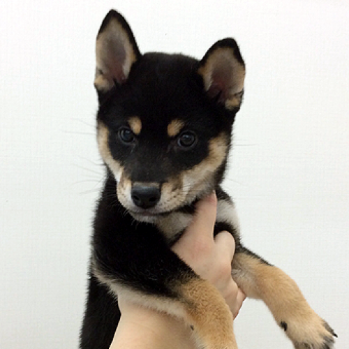 柴犬