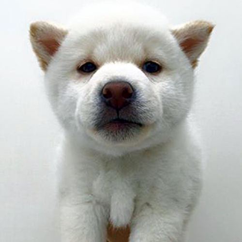 柴犬