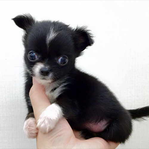 チワワ