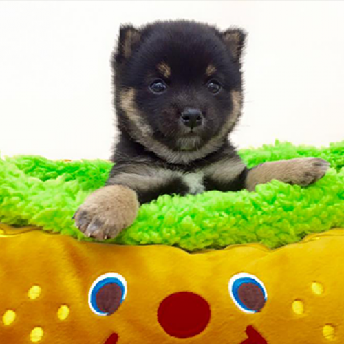 柴犬