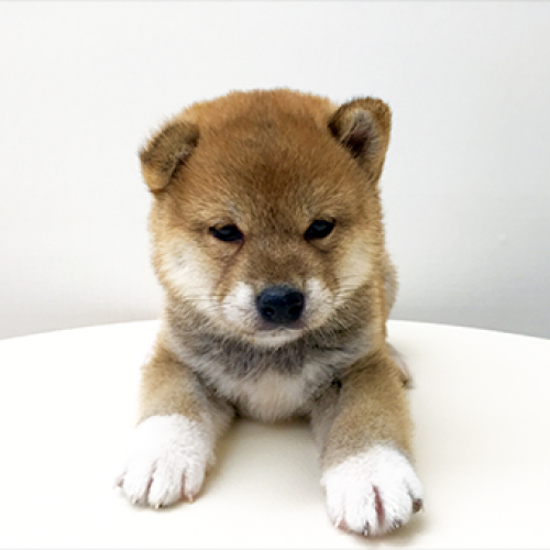 柴犬